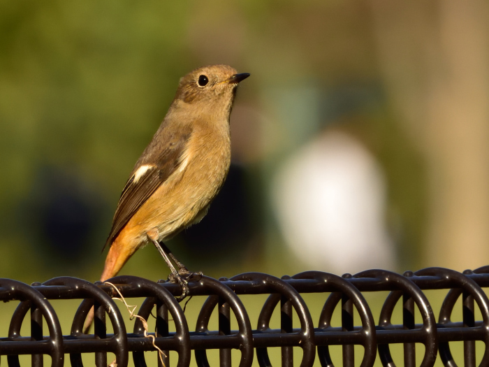 ジョウビタキ（尉鶲、常鶲）/Daurian redstart_f0365975_00202785.jpg