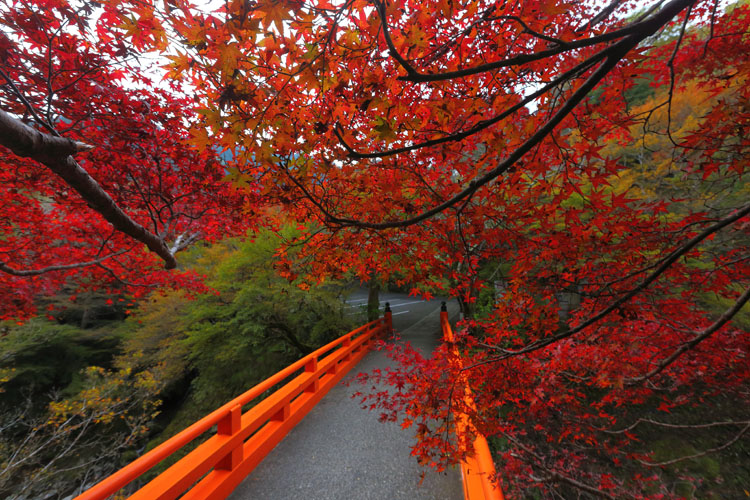 西明寺_e0051888_6143252.jpg