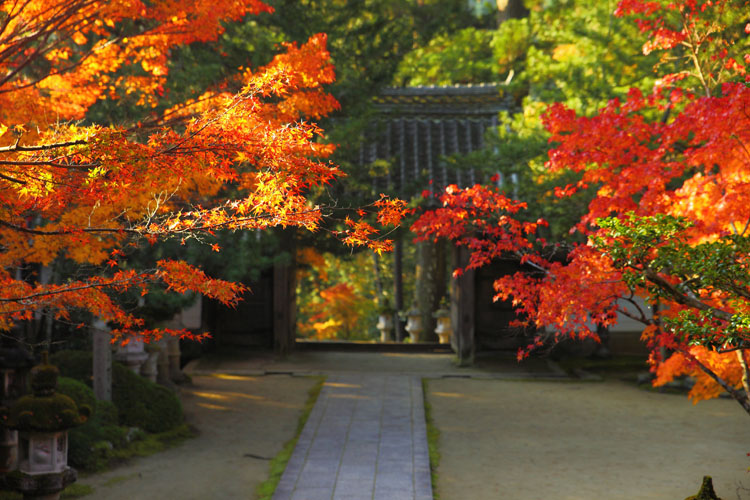 西明寺_e0051888_616786.jpg