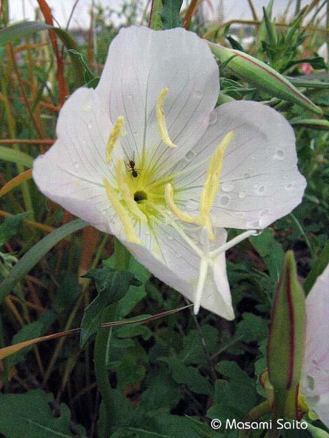 ヒルザキツキミソウ 昼咲月見草 草花と自然blog