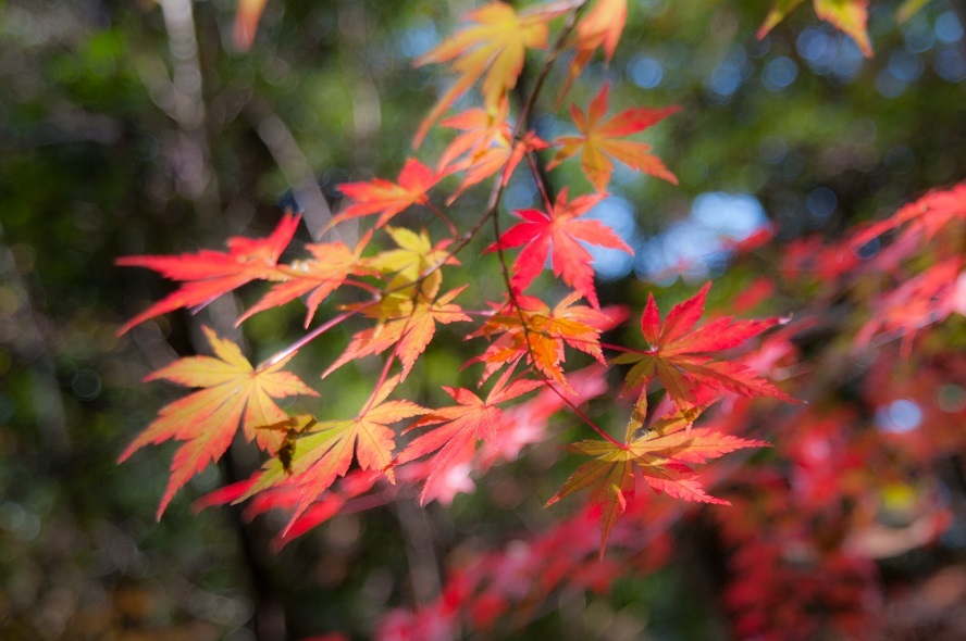 里山色づく_c0228194_07131189.jpg