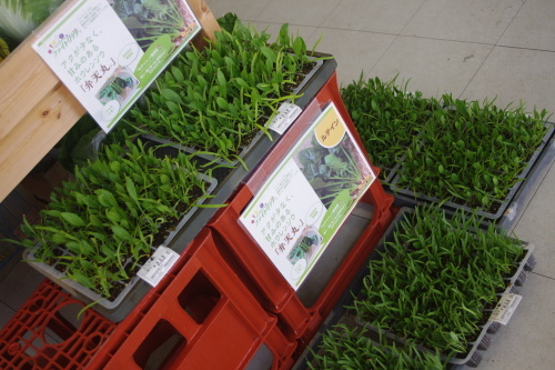 c0337494_16394218.jpg
