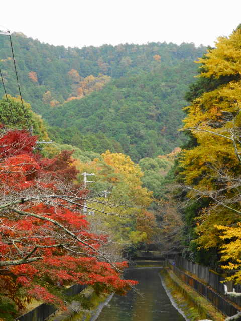 京都市 琵琶湖疏水の紅葉 2016_e0187697_23274218.jpg