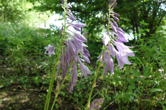 f0174198_20394427.jpg