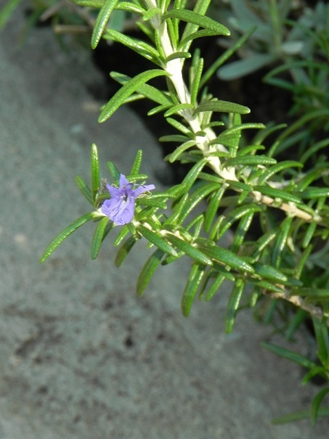 c0152002_18305682.jpg