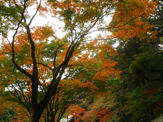 16-11：里山紅葉「金比羅山＆烽火山」　　　　_f0187402_18123262.jpg