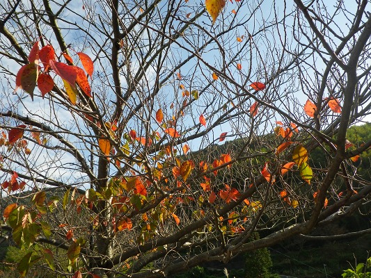 16-11：里山紅葉「金比羅山＆烽火山」　　　　_f0187402_1814415.jpg