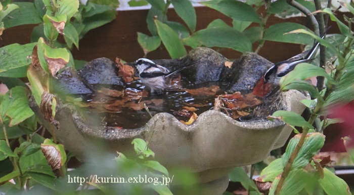 可愛い小鳥が沢山(^^♪　色濃く染まる見納めのバラ_a0123003_21344058.jpg