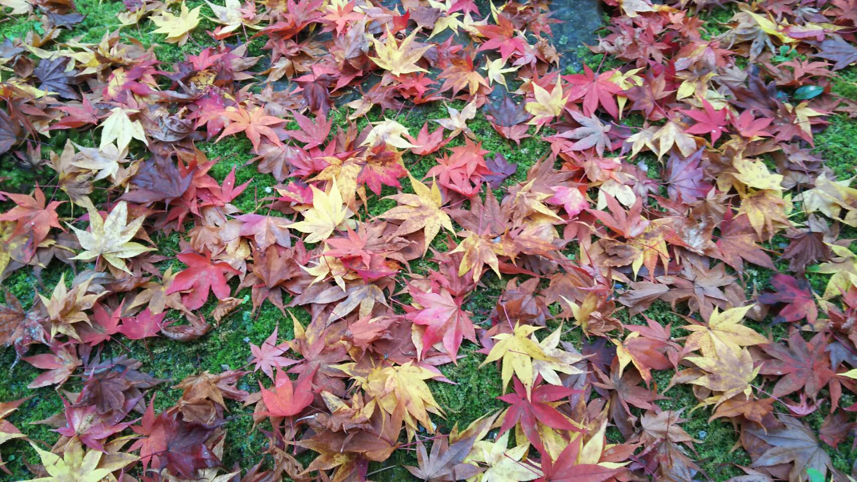 紅葉の京都に_f0316507_15262473.jpg