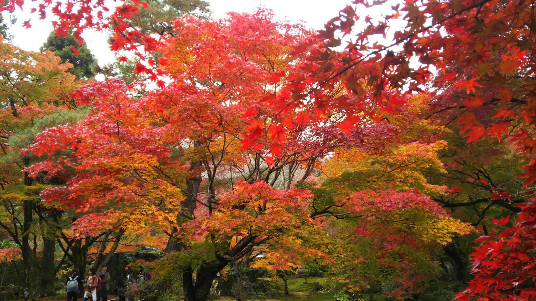 紅葉の京都に_f0316507_15264004.jpg