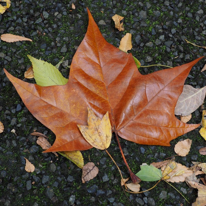 紅葉の新宿御苑（その１）_a0268412_23372600.jpg