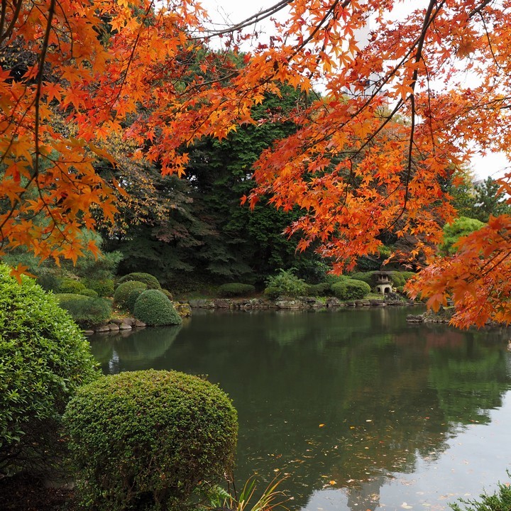 紅葉の新宿御苑（その１）_a0268412_23373500.jpg