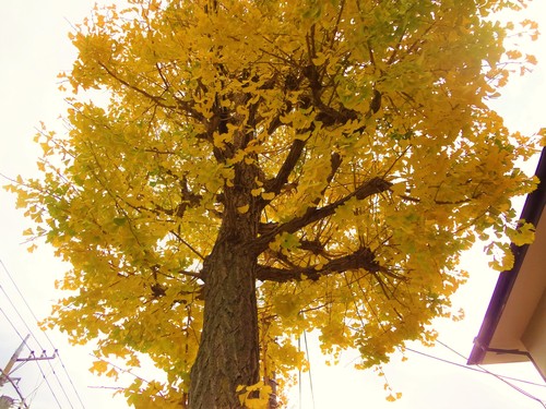 c0193512_2219337.jpg