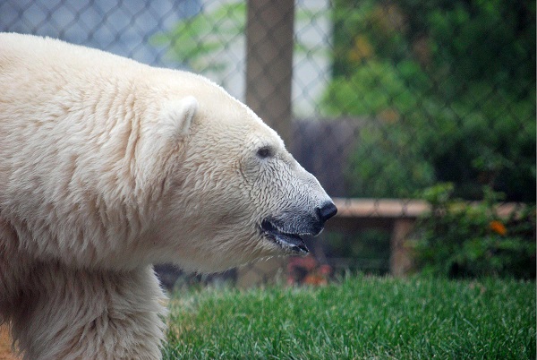 アメリカ バッファロー動物園のアナーナがシンシナティ動物園に無事到着 Polarbearology Conjectaneum