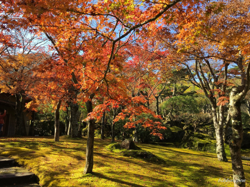 箱根紅葉散策一泊二日_d0344913_09035789.jpg