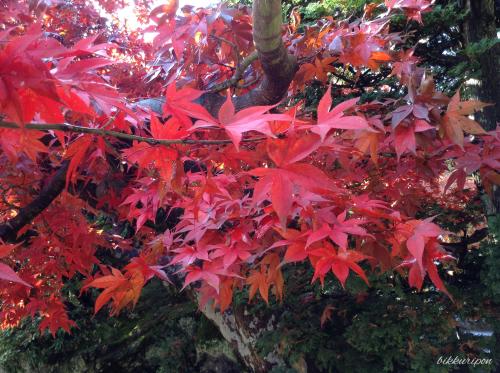 箱根紅葉散策一泊二日_d0344913_09041240.jpg