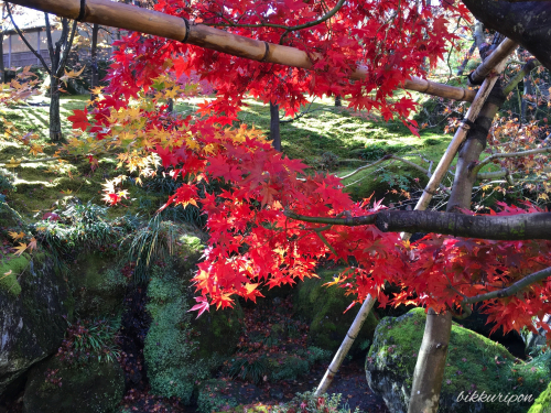 箱根紅葉散策一泊二日_d0344913_09105092.jpg