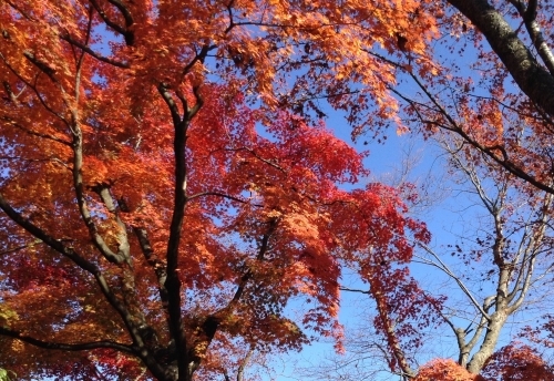 箱根紅葉散策一泊二日_d0344913_10095447.jpg