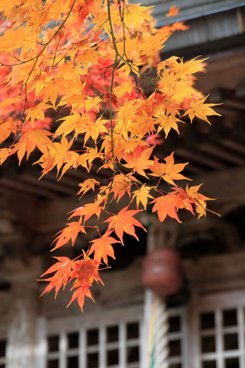 紅葉探訪16 京北熊野神社から美山かやぶきの里_e0048413_1641913.jpg
