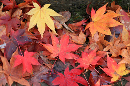 紅葉探訪16 京北熊野神社から美山かやぶきの里_e0048413_1652069.jpg