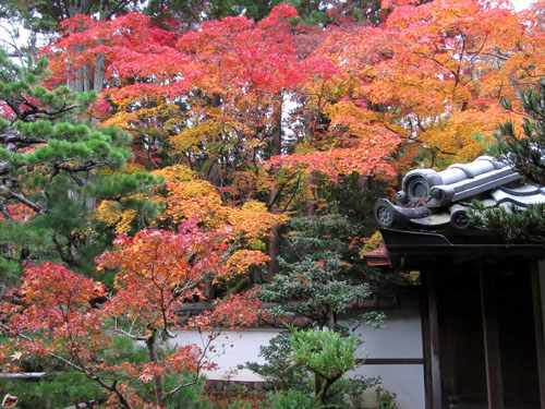紅葉探訪17 高桐院、光悦寺、源光庵_e0048413_20221253.jpg