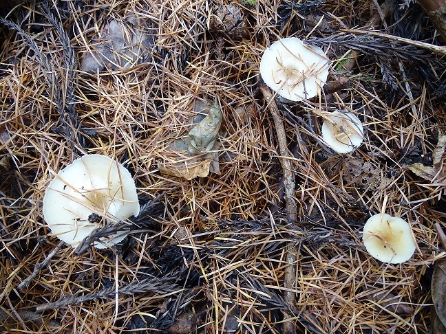 f0360815_16181061.jpg