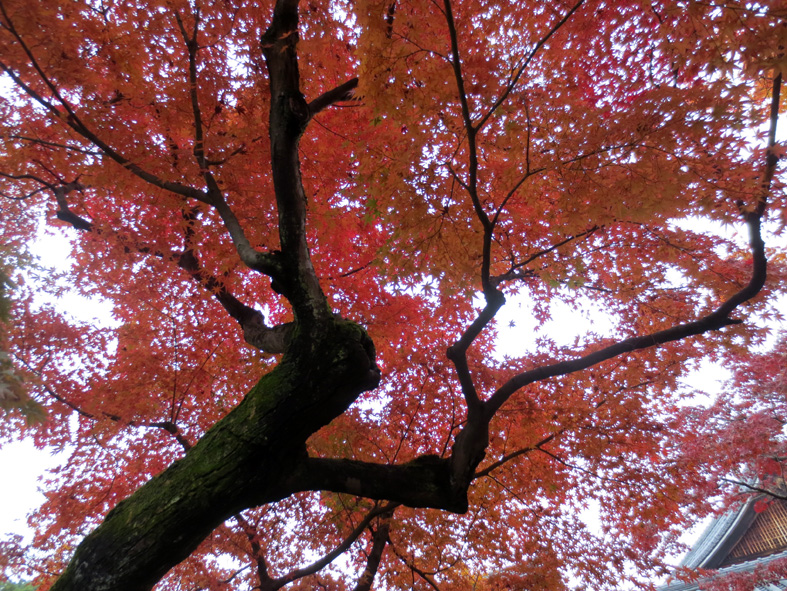 ■二日間の京都紅葉三昧_d0190217_21271672.jpg