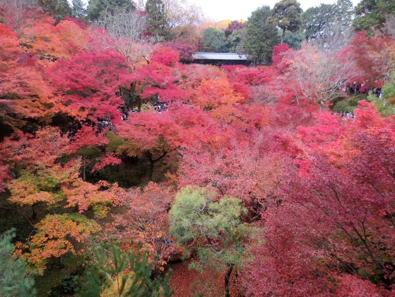 ■二日間の京都紅葉三昧_d0190217_21291563.jpg
