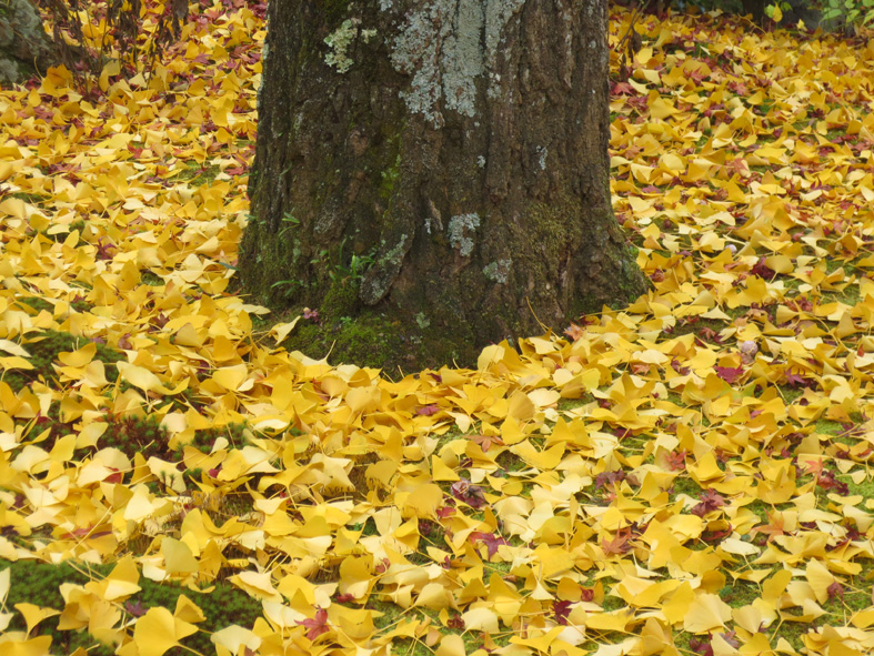 ■二日間の京都紅葉三昧_d0190217_21423566.jpg