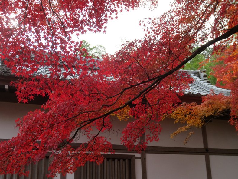 ■二日間の京都紅葉三昧_d0190217_2142557.jpg