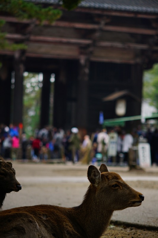 東大寺_c0119618_2173923.jpg