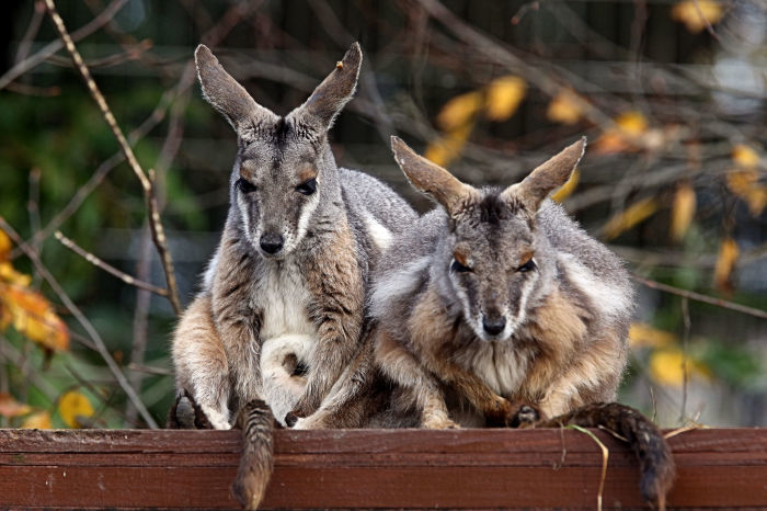 2組のシマオイワワラビーのカップル 動物園放浪記 2組のシマオイワワラビーのカップル 動物園放浪記