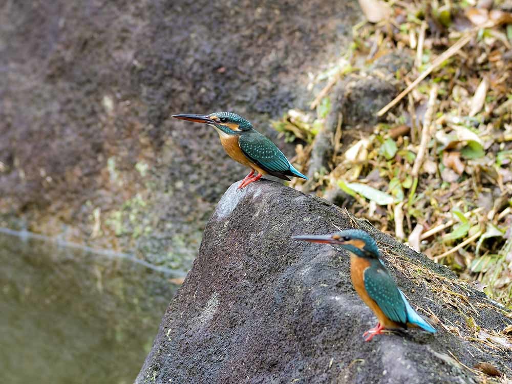 カワセミ　久しぶりに飛来_f0324026_15471820.jpg