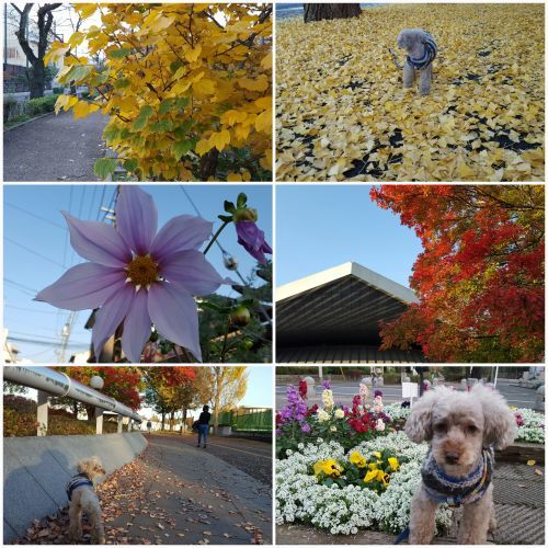 白木蓮の花を思わせる笑顔・パク・クネは人びとに同情された　申京淑「離れ部屋」_e0016828_10104843.jpg