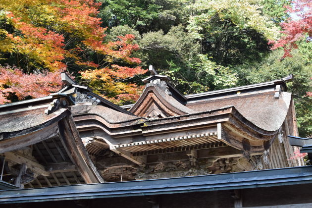 美濃市の秋（八幡神社・大矢田神社）と モネの池（関市）_b0312230_20144783.jpg