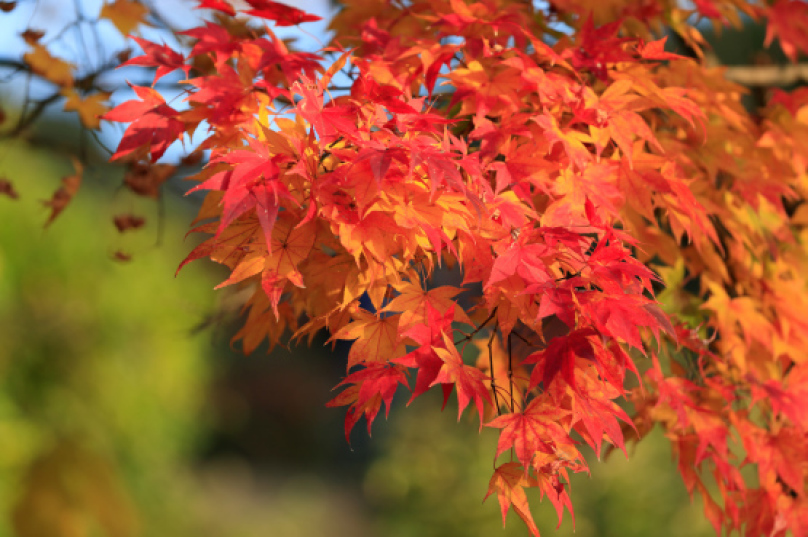 (7)「自然と紅葉」のトップページ　自然と紅葉」「自然の美と美」「紅葉求めて」「紅葉を求めて」_f0033831_18215501.jpg