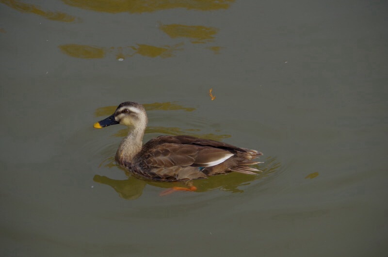 f0338831_08155375.jpg