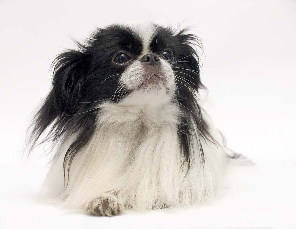 ペット子犬宮城 狆 可愛い犬種多数販売 富谷市 大和町 宮城 仙台ペットショップ鈴花 ペット子犬宮城 狆 可愛い犬種多数販売 富谷市 大和町 宮城 仙台ペットショップ鈴花