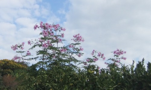 玉ねぎの植え付け...完了_b0137932_20255129.jpg