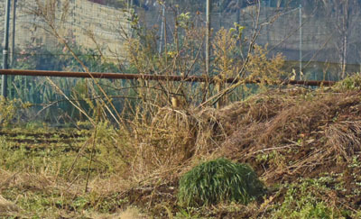 f0206939_16480307.jpg