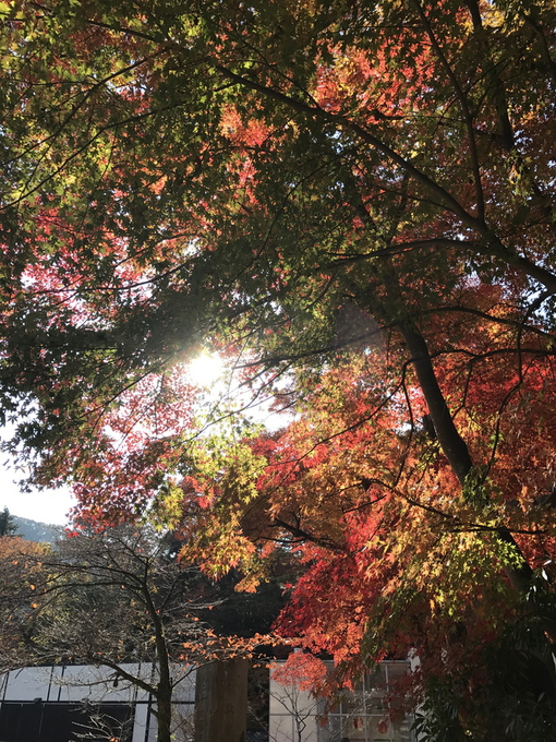 山粧う・高尾山_f0189246_7472332.jpg