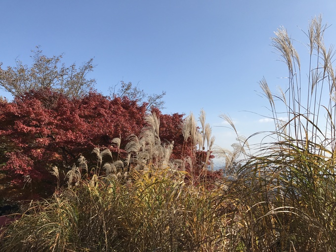 山粧う・高尾山_f0189246_7482449.jpg