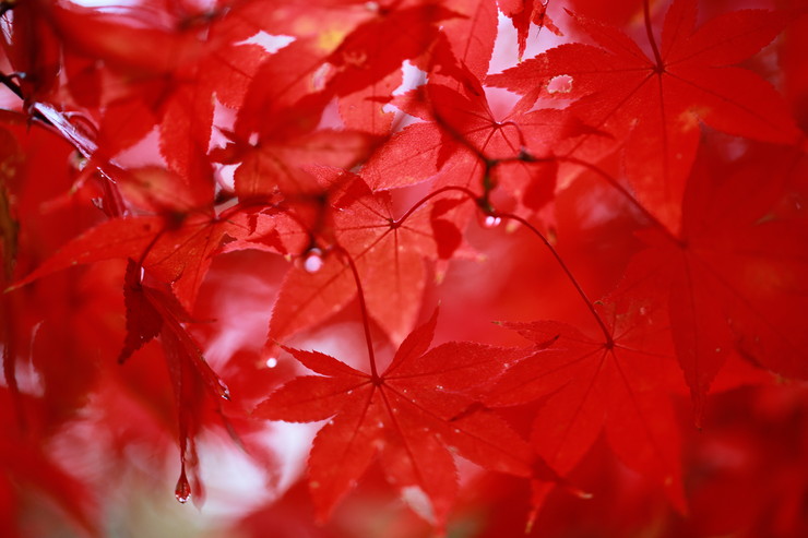 a0120949_931564.jpg