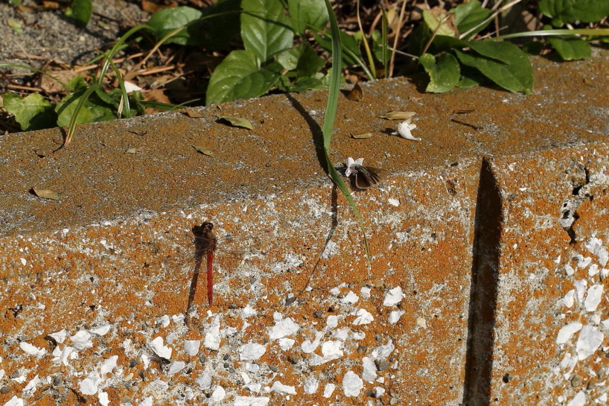 f0345350_11504323.jpg