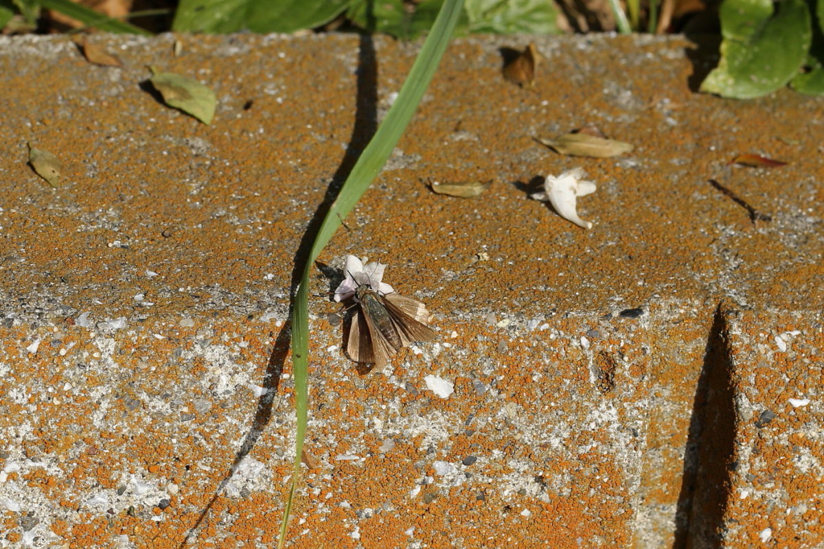 f0345350_11504755.jpg
