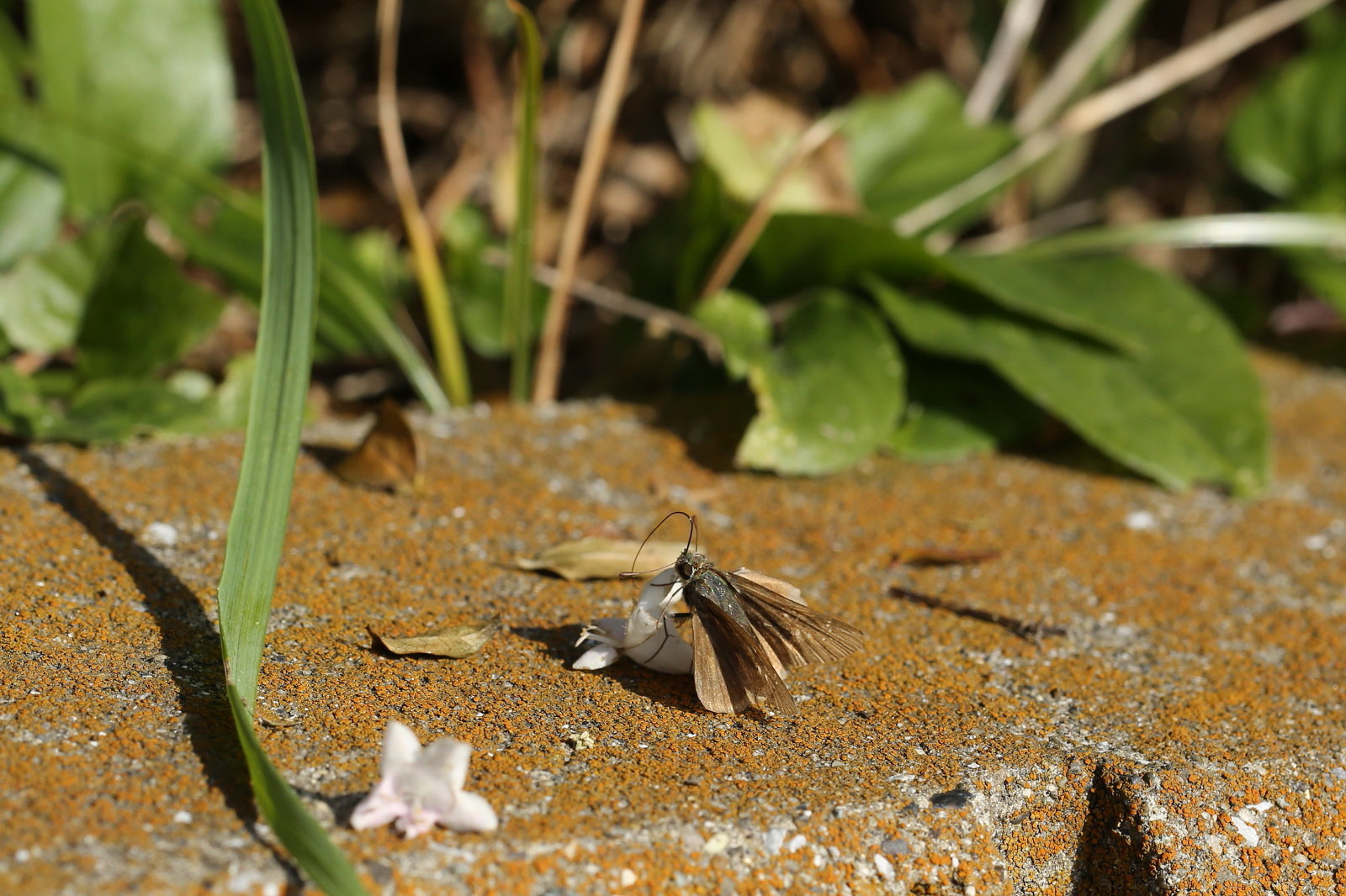 f0345350_11505112.jpg