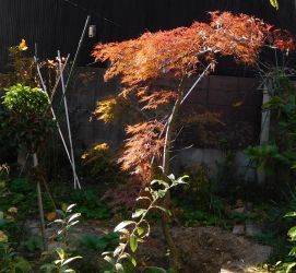 紅枝垂れモミジ植え替え うまこの天袋 紅枝垂れモミジ植え替え うまこの天袋