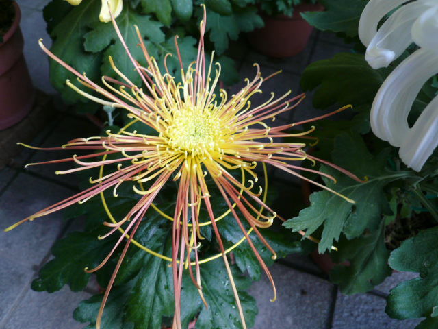 c0043055_16331331.jpg