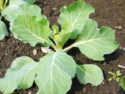 有機栽培キャベツ 定植後の様子とその後の成長_a0254656_1821696.jpg