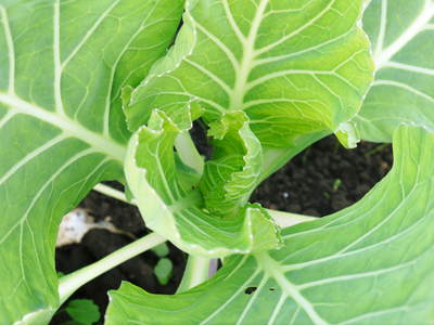 有機栽培キャベツ 定植後の様子とその後の成長_a0254656_18222144.jpg